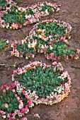 WESTERN AUSTRALIAS NATIVE WREATH FLOWER, LECHENAULTIA MACRANTHA