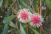 HAKEA LAURINA IN FLOWER