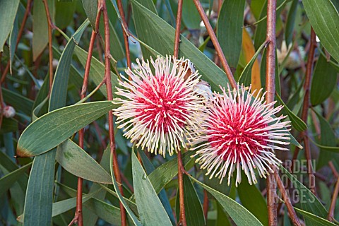 hakea laurina