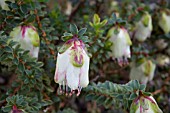 NATIVE WESTERN AUSTRALIAN PLANT, DARWINIA MACROSTEGIA