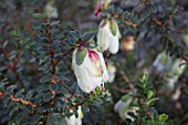 NATIVE WESTERN AUSTRALIAN PLANT, DARWINIA MACROSTEGIA