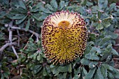 BANKSIA EPICA