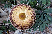 BANKSIA EPICA