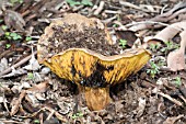 ERUPTING RUSSULA FUNGI