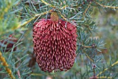 BANKSIA NUTANS