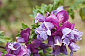 EREMOPHILA CUNEIFOLIA FLOWER