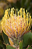 LEUCOSPERMUM CUNEIFORME (PROTEA)