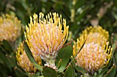 LEUCOSPERMUM CUNEIFORME (PROTEA)