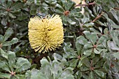 BANKSIA EPICA