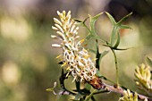 NATIVE WESTERN AUSTRALIAN PETROPHILE MACROSTACHYA
