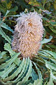 BANKSIA BAUERI, COMMONLY KNOWN AS THE TEDDY BEAR BANKSIA