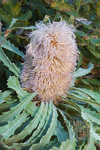 BANKSIA_BAUERI_COMMONLY_KNOWN_AS_THE_TEDDY_BEAR_BANKSIA