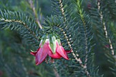 DARWINIA OXYLEPIS