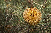 BANKSIA SPHAEROCARPA SHRUB