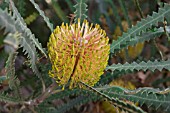 CONE OF THE NATIVE WESTERN AUSTRALIAN BANKSIA CANDOLLEANA SHRUB