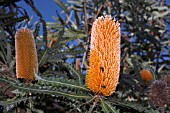 NATIVE WESTERN AUSTRALIAN BANKSIA ASHBYI TREE