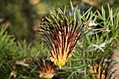 GREVILLEA ARMIGERA FLOWER