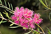 CALLISTEMON FLOWER