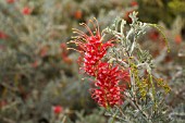 HYBRID GREVILLEA PREISSII SUBSPECIES GLABRILMBA FLOWER