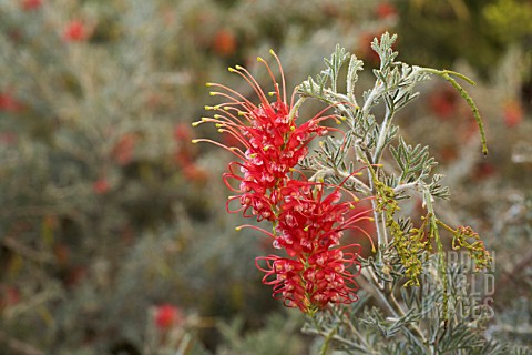 HYBRID_GREVILLEA_PREISSII_SUBSPECIES_GLABRILMBA_FLOWER