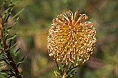 BANKSIA LARICINA FLOWER CONE