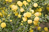 ACACIA GENERA