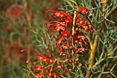 GREVILLEA DIELSIANA