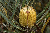 BANKSIA GARDNERI FLOWER CONE