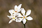 PERENNIAL HERBACEOUS NATIVE WESTERN AUSTRALIAN FLOWER, BURCHARDIA CONGESTA