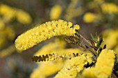 ACACIA DRUMMONDII SUBSPECIES ELEGANS