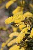 ACACIA DRUMMONDII