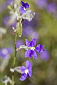 DAMPIERA GENUS WILDFLOWER