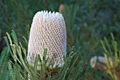 BANKSIA HOOKERIANA INFLORESCENCE FLOWER SPIKE PRIOR TO ANTHESIS