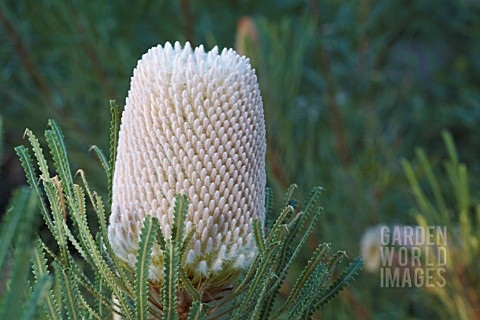 BANKSIA_HOOKERIANA_INFLORESCENCE_FLOWER_SPIKE_PRIOR_TO_ANTHESIS