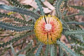 AUSTRALIAN BANKSIA CANDOLLEANA