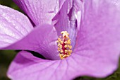 DETAIL OF REPRODUCTIVE PARTS ON AUSTRALIAN NATIVE ALYOGYNE WILDFLOWER