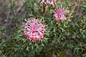 ISOPOGON DUBIUS SHRUB IN FLOWER