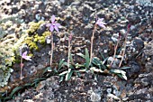 CALADENIA REPTANS ORCHIDS GROWING IN GRANITE ROCK CRACKS