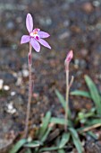 NATIVE WESTERN AUSTRALIAN MINIATURE PINK FAIRY ORCHID - CALADENIA REPTANS