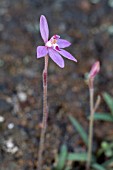 NATIVE WESTERN AUSTRALIAN CALADENIA REPTANS - MINIATURE PINK FAIRY - ORCHID