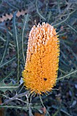 BANKSIA ASHBYI FLOWER SPIKE