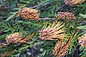 GREVILLEA SHRUB IN FLOWER