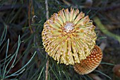 BANKSIA LEPTOPHYLLA FLOWER SPIKE