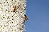BEE ON THE FLOWER STALK OF A NATIVE WESTERN AUSTRALIAN XANTHORRHOEA GRASS TREE