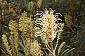 TYPICAL AUSTRALIAN GREVILLEA FLOWER