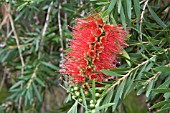 CALLISTEMON