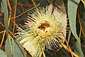 LARGE AUSTRALIAN EUCALYPTUS FLOWER ATTRACTING INSECTS