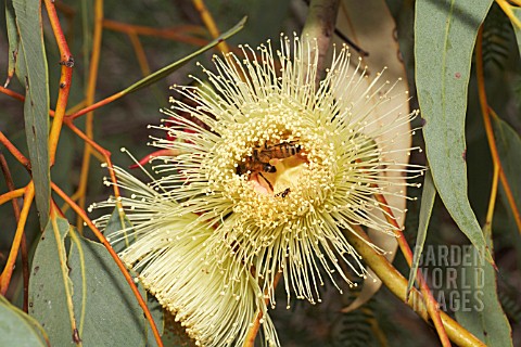 LARGE_AUSTRALIAN_EUCALYPTUS_FLOWER_ATTRACTING_INSECTS
