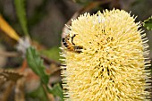 BEE EMBEDDED IN A NATIVE WESTERN AUSTRALIAN BANKSIA ATTENUATA FLOWER CONE