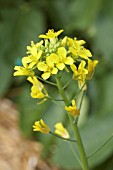 BRASSICA RAPA CHINENSIS